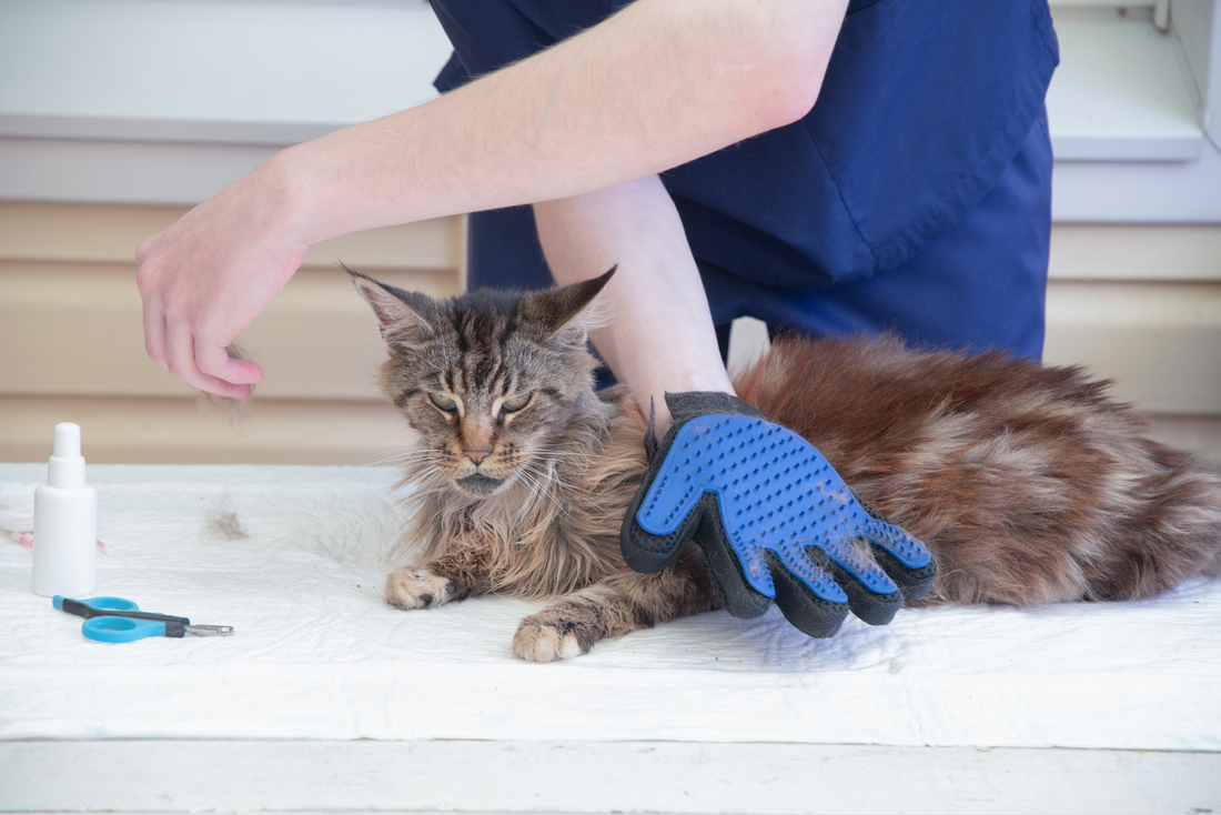 🐾 Top 5 Must-Have Pet Accessories Every Pet Parent Should Own