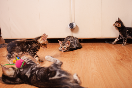🐾 Why Shopping at Our Pet Store is the Best Choice for Your Furry Friends