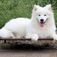 Moisture Proof Dog Bed Washable Oxford